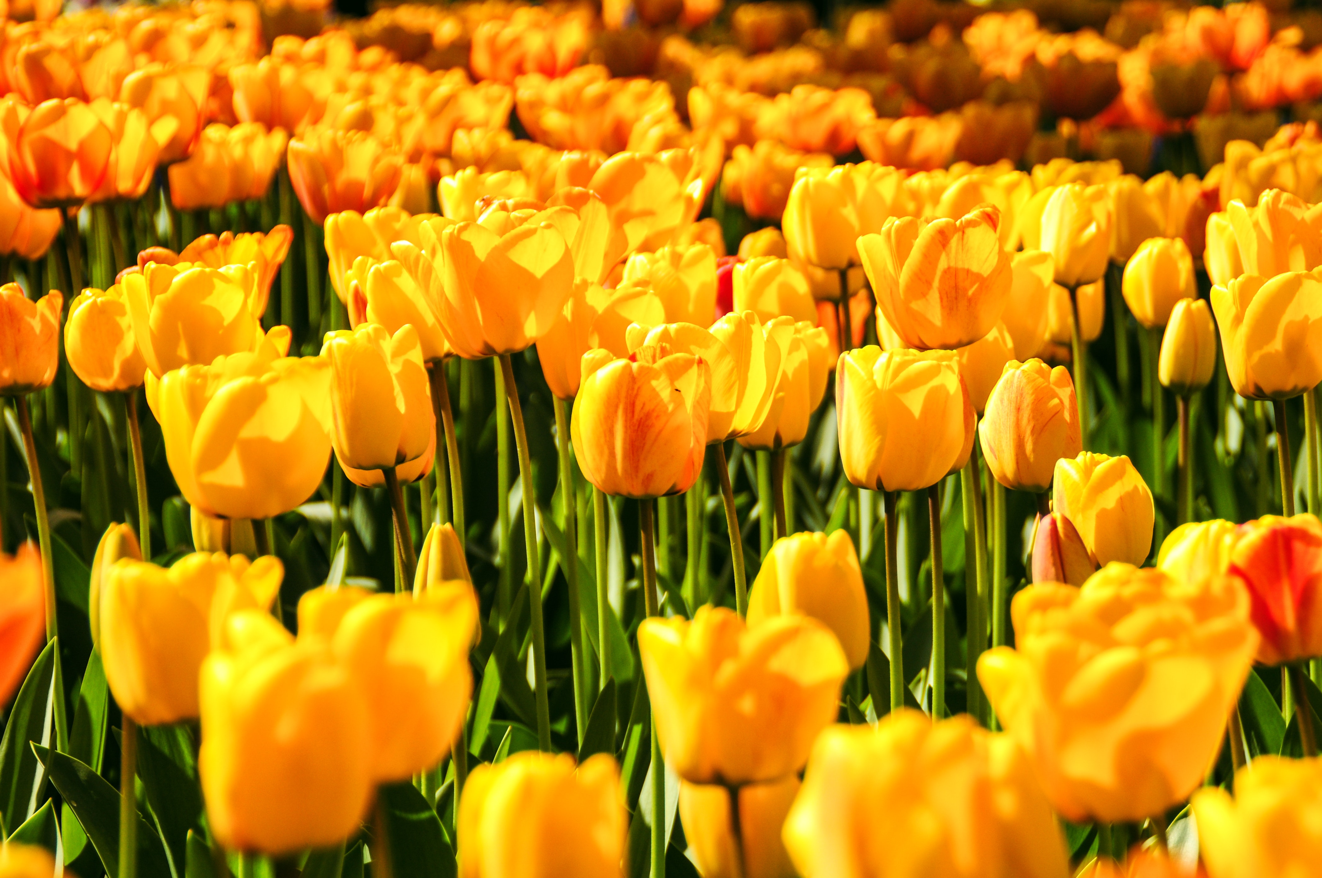 Pexels Yellow Tulips