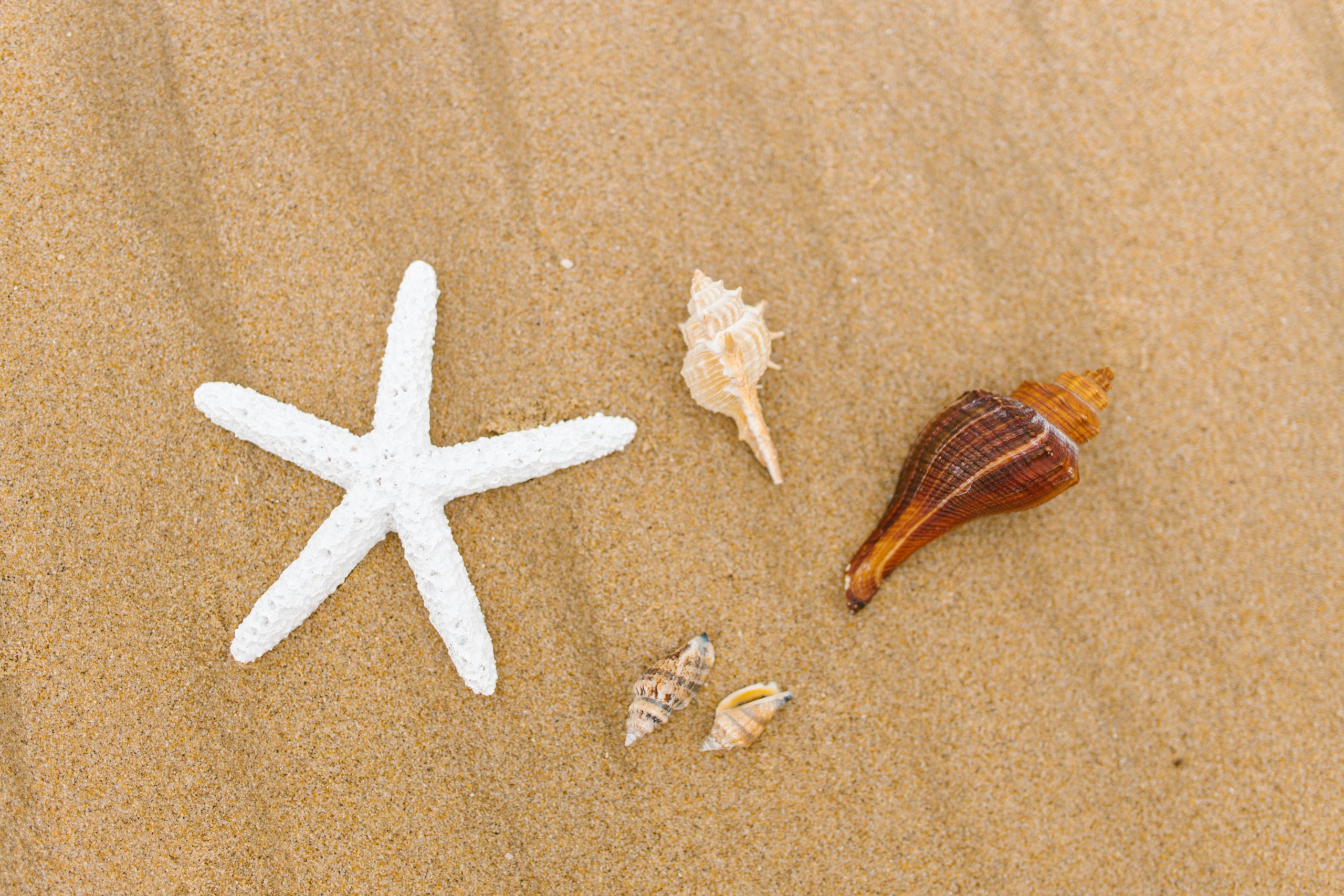 beach sand shells Daytona Beach Florida