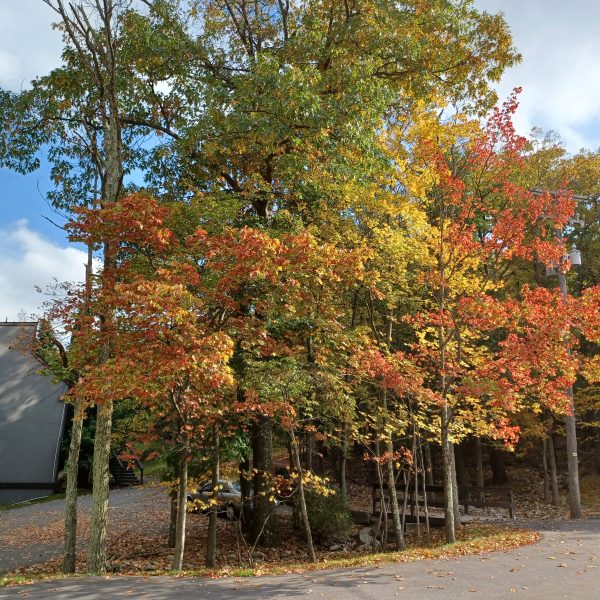 Fall foliage Village at Camelback